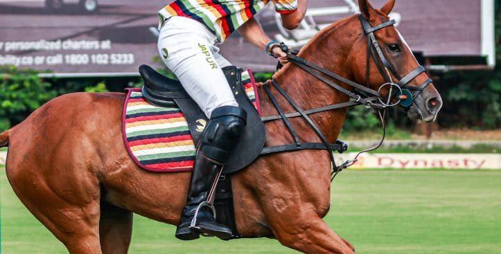 for horse